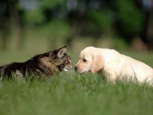 Labrador Puppy and Rag-doll Kitten Nose to Nose