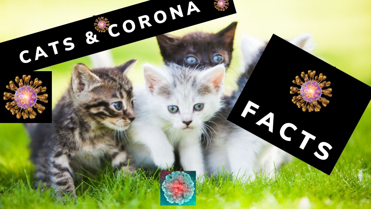 CATS and Coronavirus